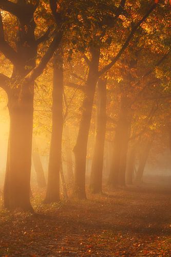 The golden hour on a misty autumn morning in the forest