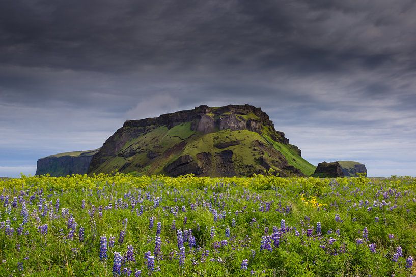 Isländische Blumenteppiche. von Steven Driesen
