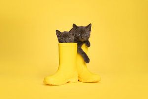 Regenstiefel mit Kätzchen