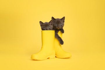 Regenstiefel mit Kätzchen von Elles Rijsdijk