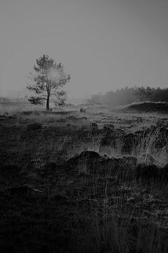 zonsopkomst door takken van boom in mooi landschap van Karel Ham