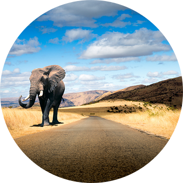 Zwervende olifant van Thomas Froemmel