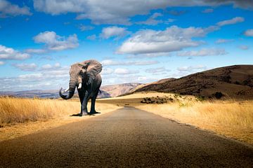 Walking Elephant by Thomas Froemmel
