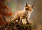 Fox, Robert Adamec by 1x thumbnail