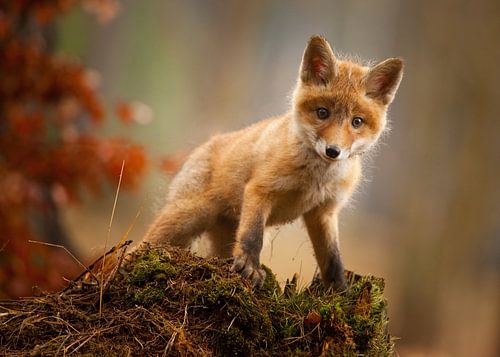 Fox, Robert Adamec