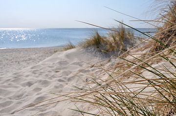 Dünen am Strand in Thiessow auf Rügen
