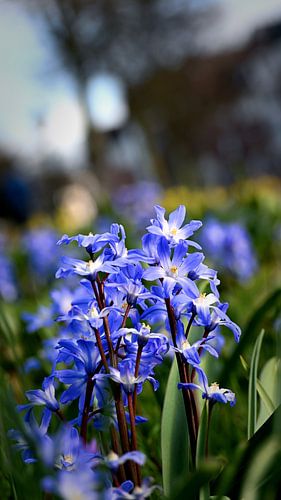 Blue flowers in a dreamy spring garden