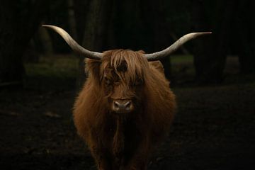 De doordringende blik van de Schotse koe van Tjana Photography