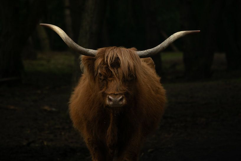 Der stechende Blick der schottischen Kuh von Tjana Photography