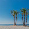 palmboom op het strand van Caroline Drijber