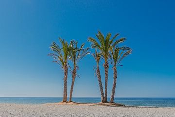 palmboom op het strand van Caroline Drijber