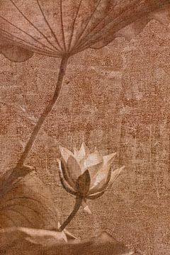 Papier peint Lotus