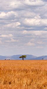 arbre solitaire en afrique sur Paul Jespers