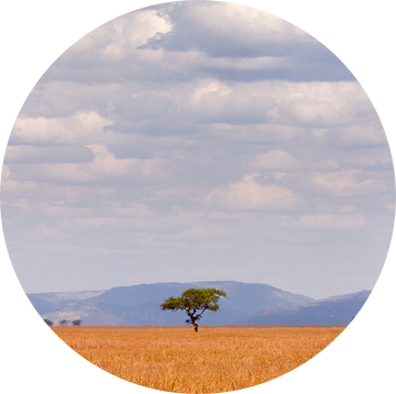 eenzame boom in afrika van Paul Jespers