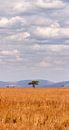 eenzame boom in afrika van Paul Jespers thumbnail