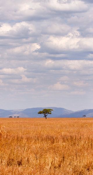 eenzame boom in afrika van Paul Jespers