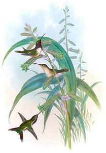 Mexikanischer Star John Gould von Hummingbirds