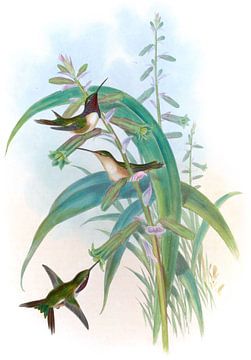 Mexicaanse ster, John Gould van Hummingbirds
