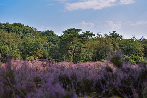 Blühendes Heidekraut