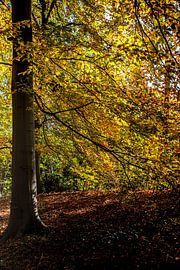 Dutch Autumn van Rick Smulders