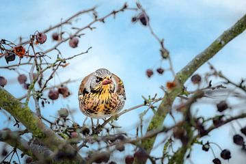 Fieldfare on a crab apple tree