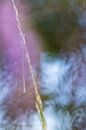 Kleurrijke waterjuffer op een grashalm langs het water van Sjaak den Breeje thumbnail