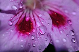 flower van Corinne Alferink