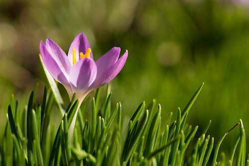 Voorjaars krokus