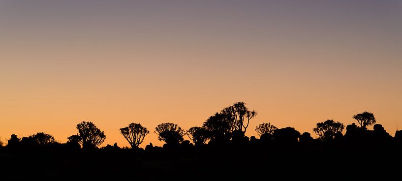 Quiver trees in the evening light by Denis Feiner