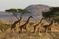 Giraffe
