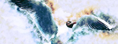 Black-headed Gull (panorama)