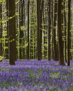 Fris groen blad van de beuk en paars van de wilde Hyacint