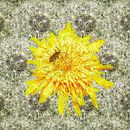BloeiendePaardenbloem met kever en uitgebloeide pluizenbollen met kever van Ruben van Gogh - smartphoneart thumbnail