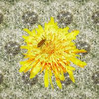 FloweringDandelion with beetle and spent lint bulb with beetle