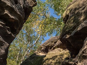 Kohlberg, Sächsische Schweiz - Birke zwischen Felsen von Pixelwerk