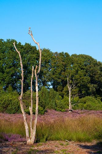 Kale bomen