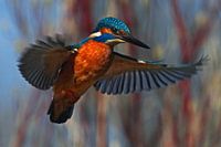 Kingfisher - Praying for the dive