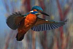 IJsvogel - Biddend voor de duik