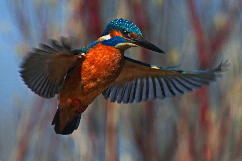 Martin-pêcheur - Prier pour la plongée par AudFocus - Audrey van der Hoorn