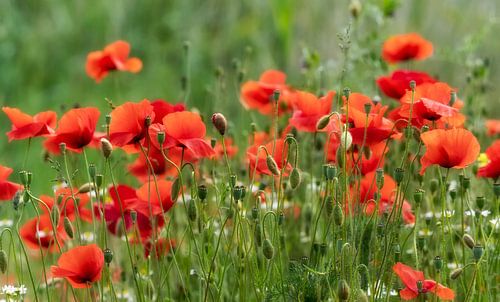 Mohnblumen auf dem Feld