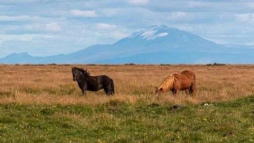 Iceland horses