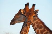 Nieuwsgierige giraffe