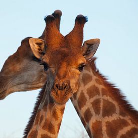Nieuwsgierige giraffe van Remco Siero
