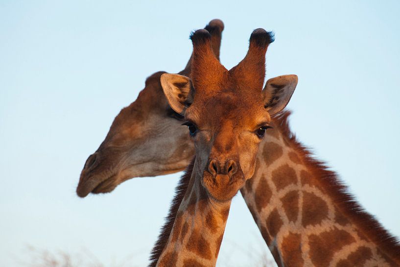 Nieuwsgierige giraffe van Remco Siero