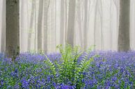 Bloeiende Wilde Hyacinten bloemen in een mistig beukenbos van Sjoerd van der Wal Fotografie thumbnail