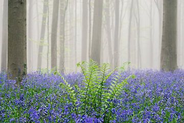Blooming bluebell flowers in a beech tree forest foggy a sunny s by Sjoerd van der Wal