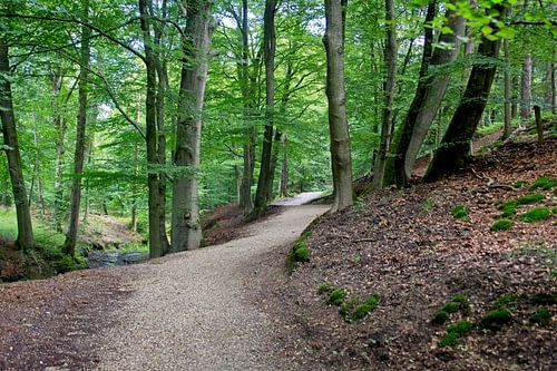 Forests in the Netherlands