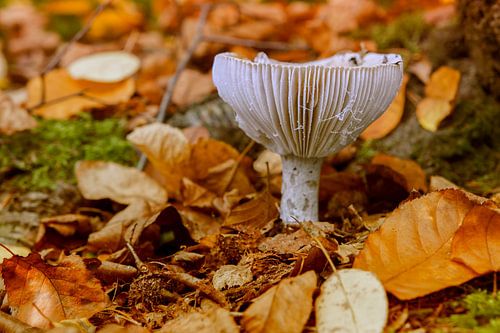 Witte zwam