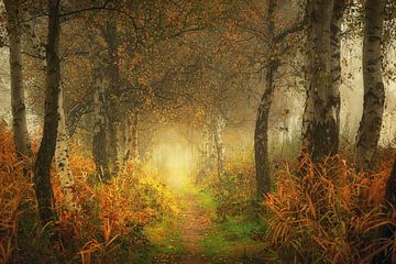 Mystérieuse forêt de Mastforest Breda Holland sur Saskia Dingemans Awarded Photographer