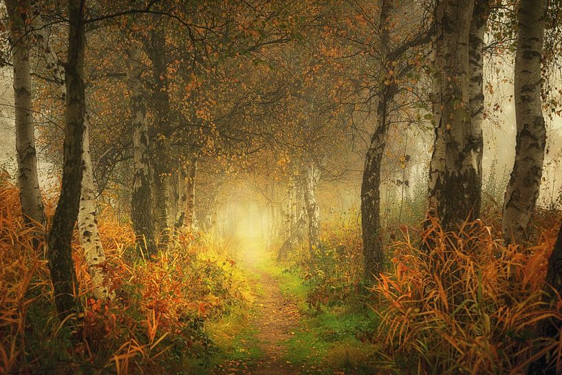 Mystérieuse forêt de Mastforest Breda Holland par Saskia Dingemans Awarded Photographer